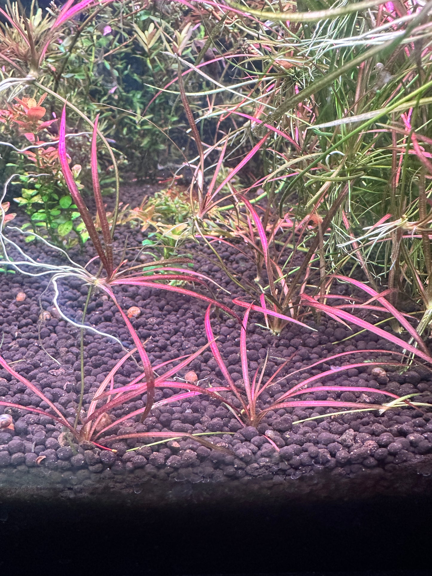 Echinodorus Sp. Red Needle