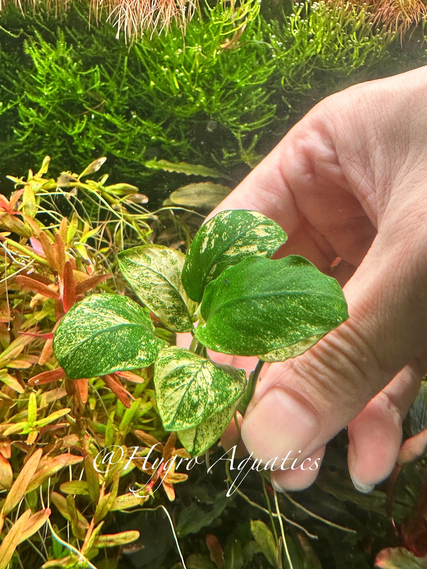 Anubias Nana White