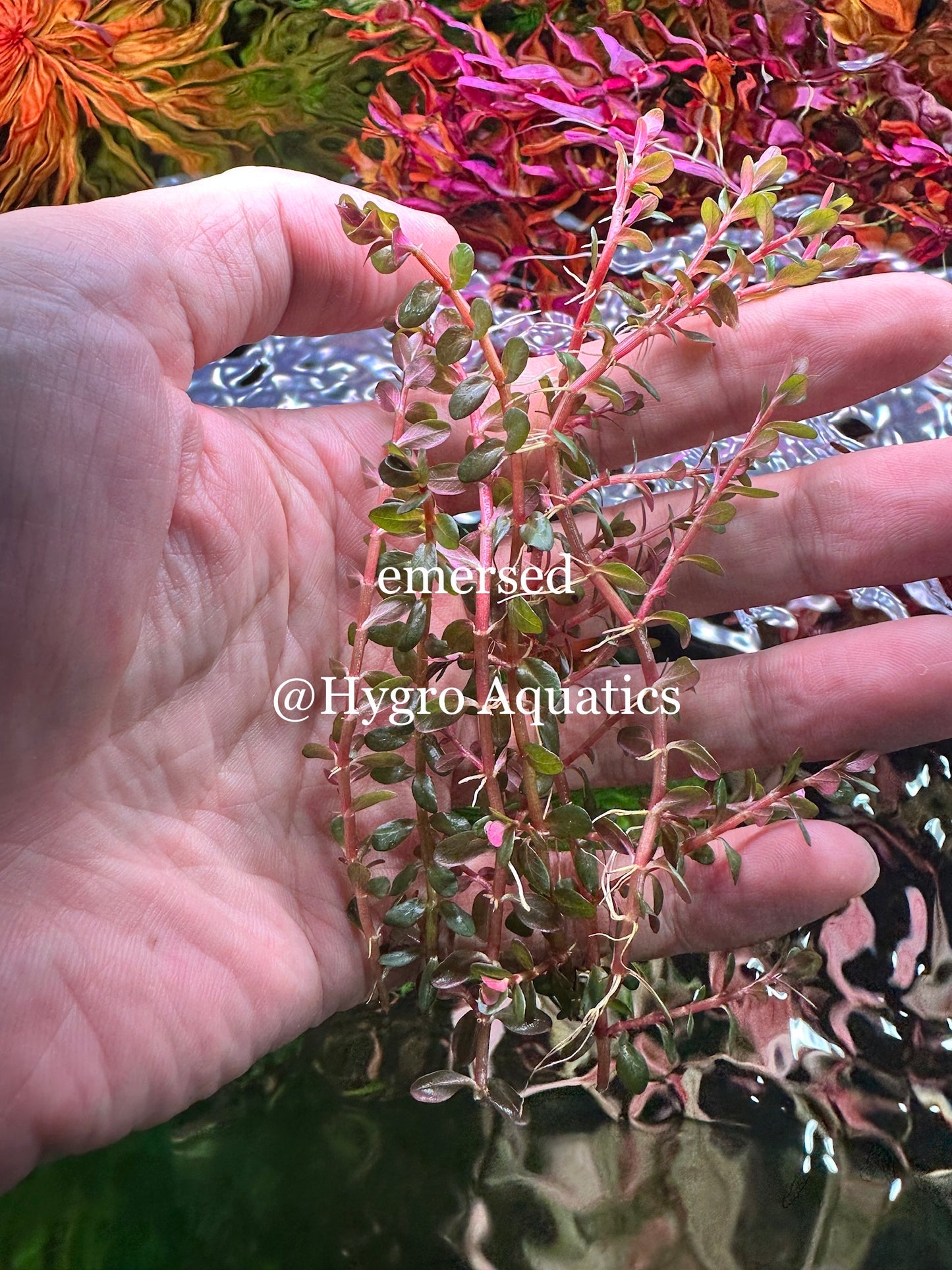 Rotala Coin Leaf