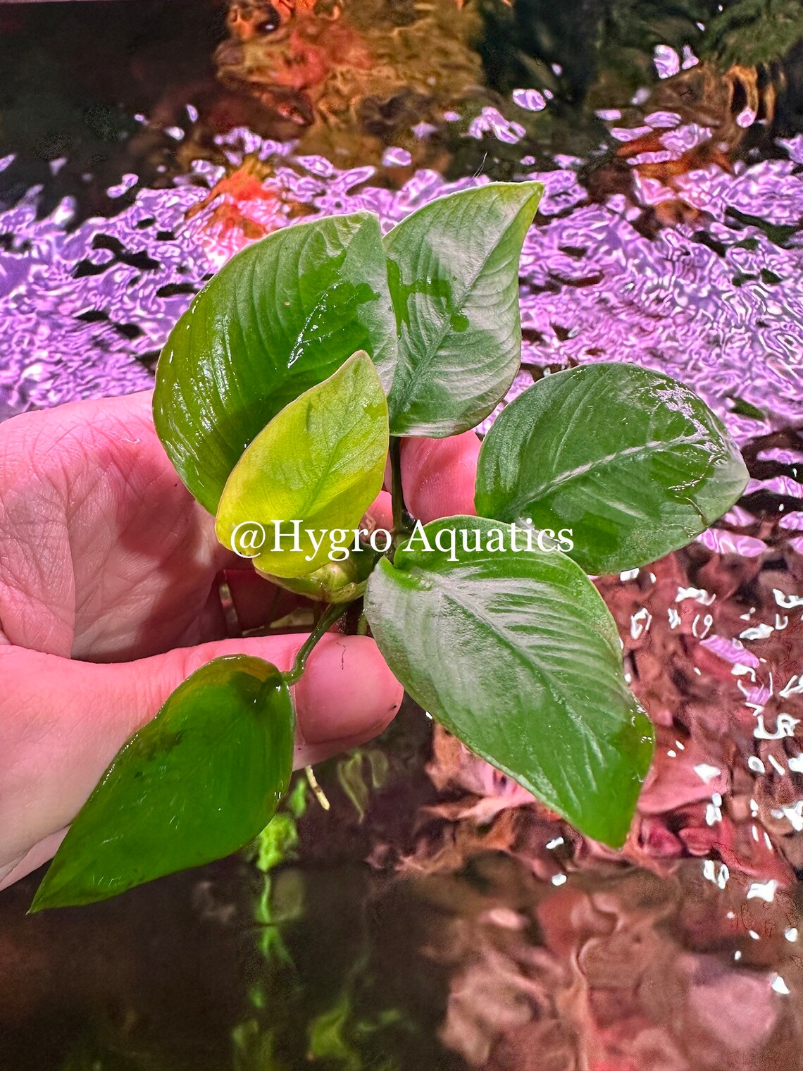 Anubias Barteri Nana Golden