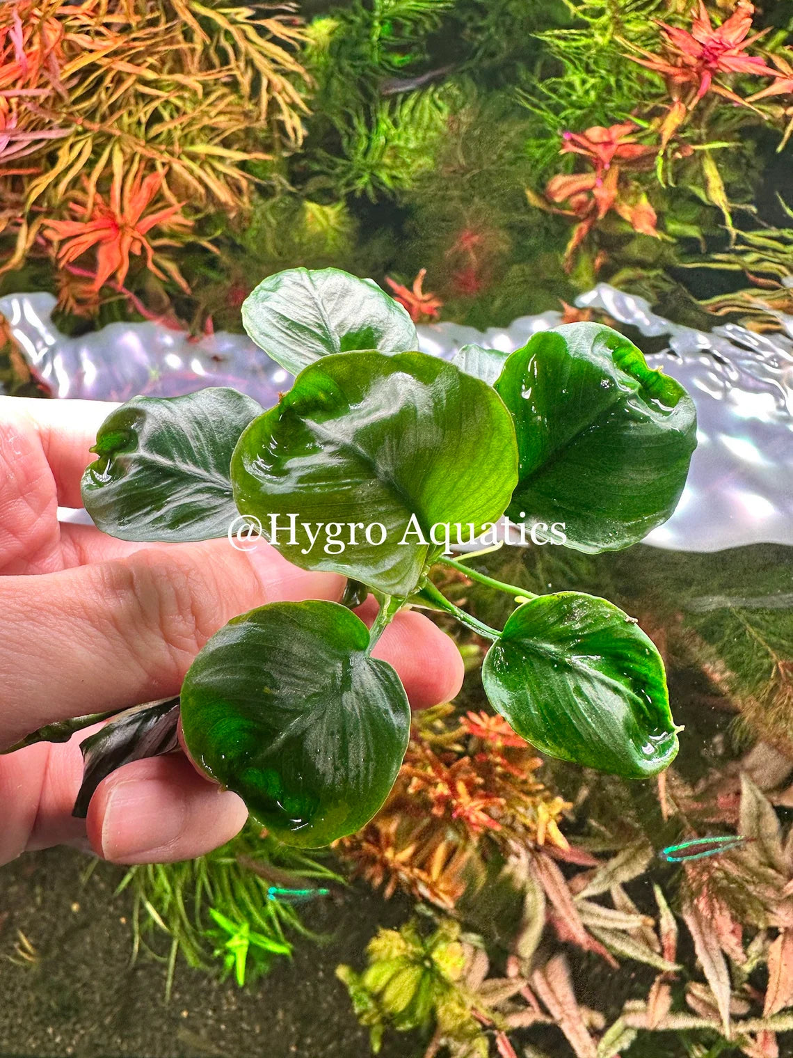 Anubias Barteri Coin Leaf
