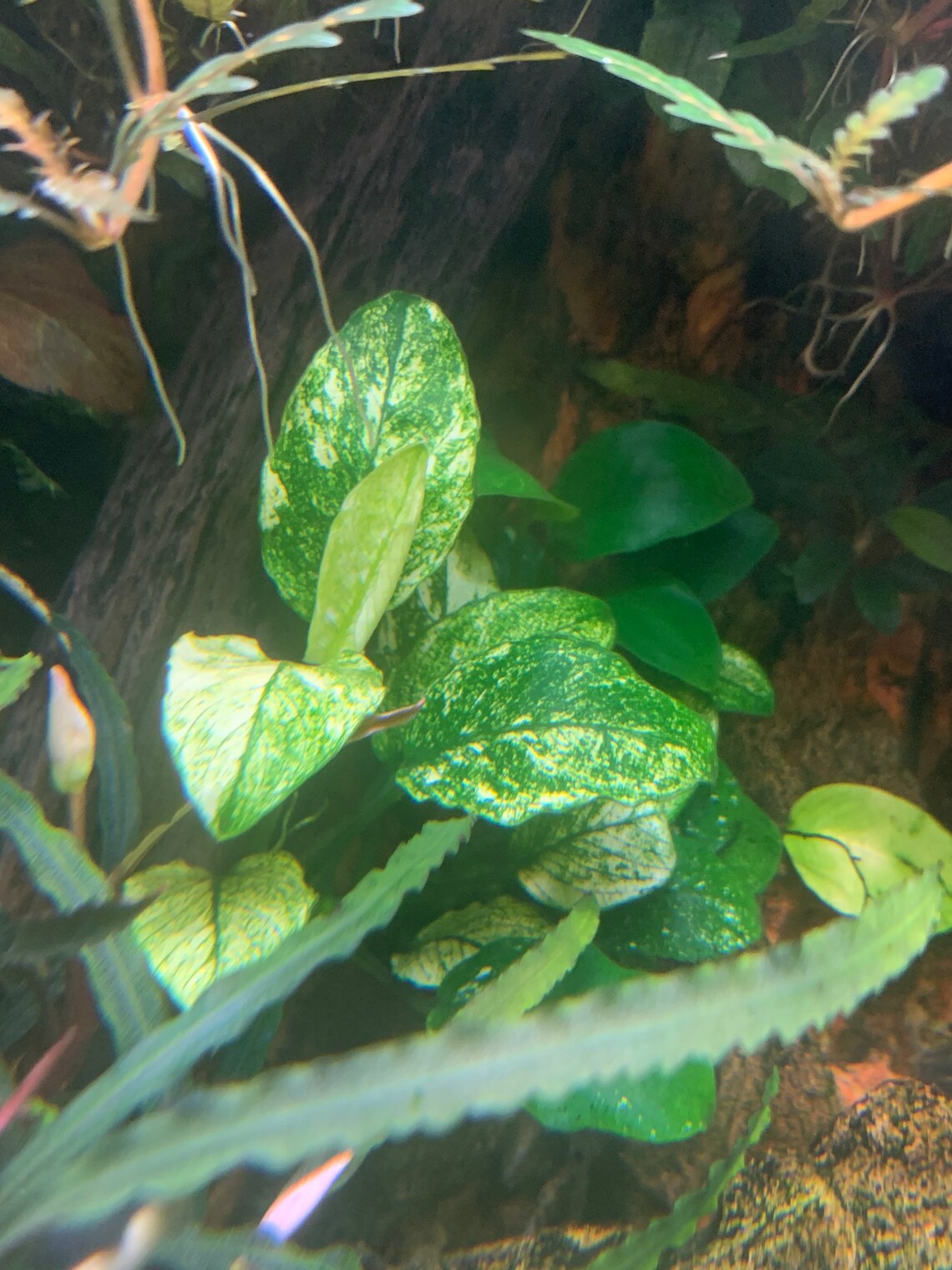 Anubias Nana White