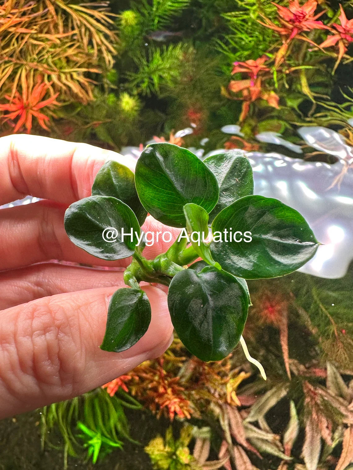 Anubias Petite Coin