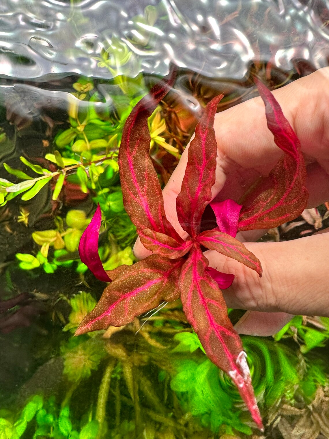 Alternanthera Reineckii Pink Sunset