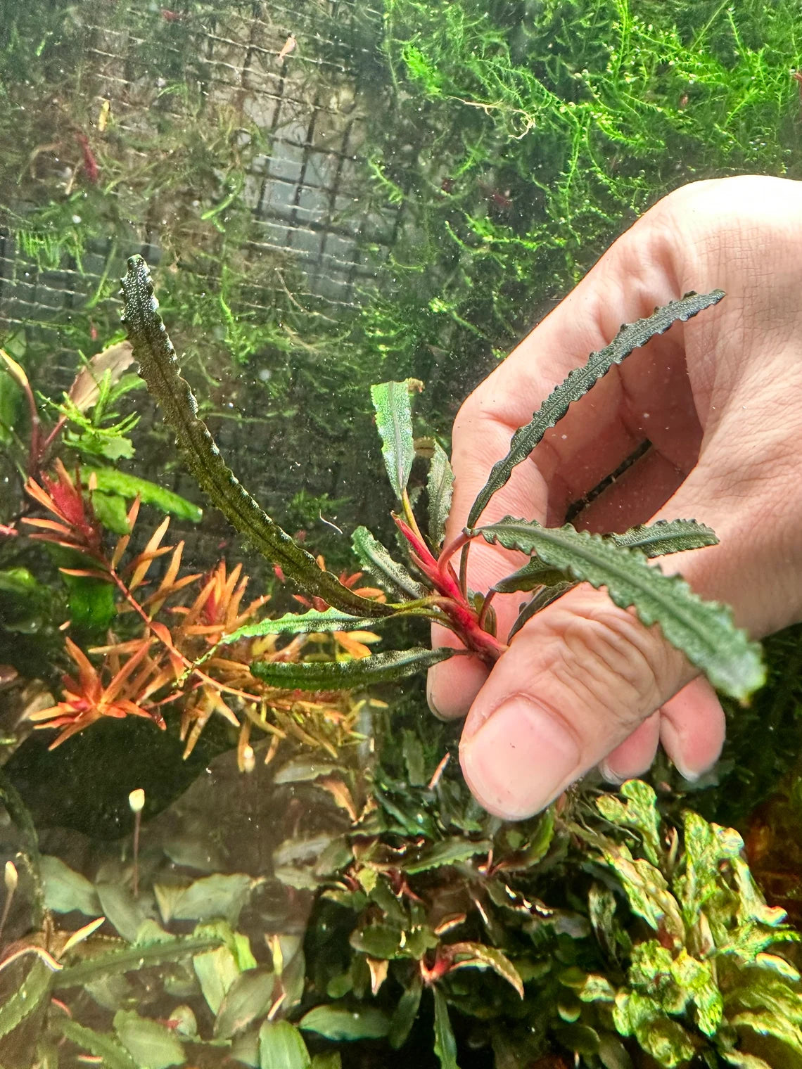 Bucephalandra Kayu Lapis