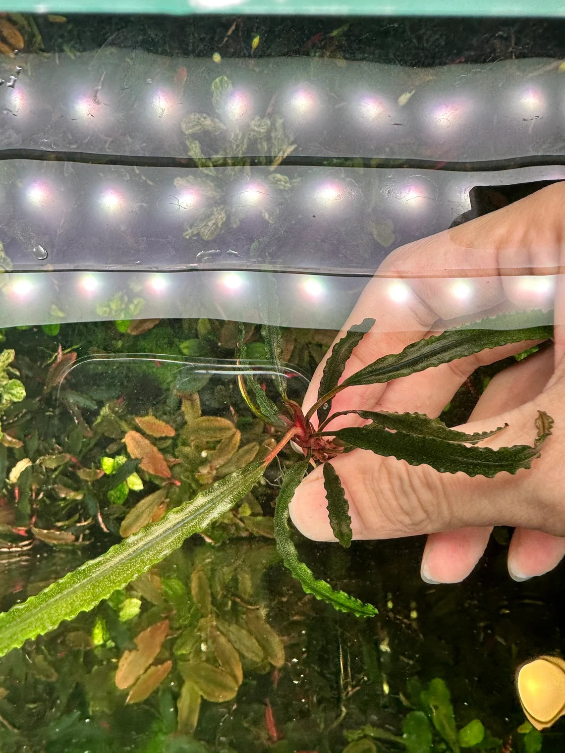 Bucephalandra Kayu Lapis