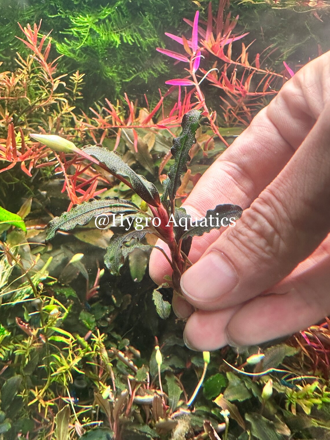 Bucephalandra Brownie Purple