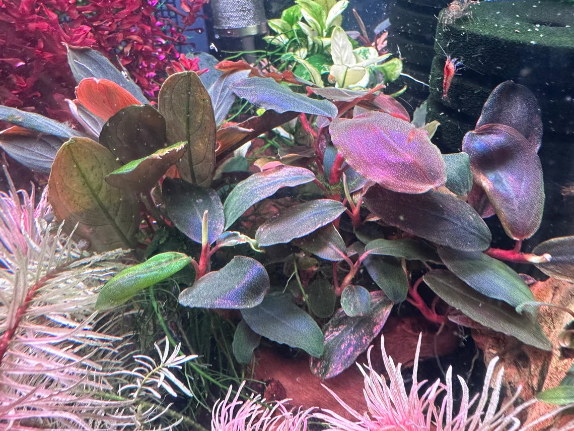 Bucephalandra Pandora Queen – Hygro Aquatics