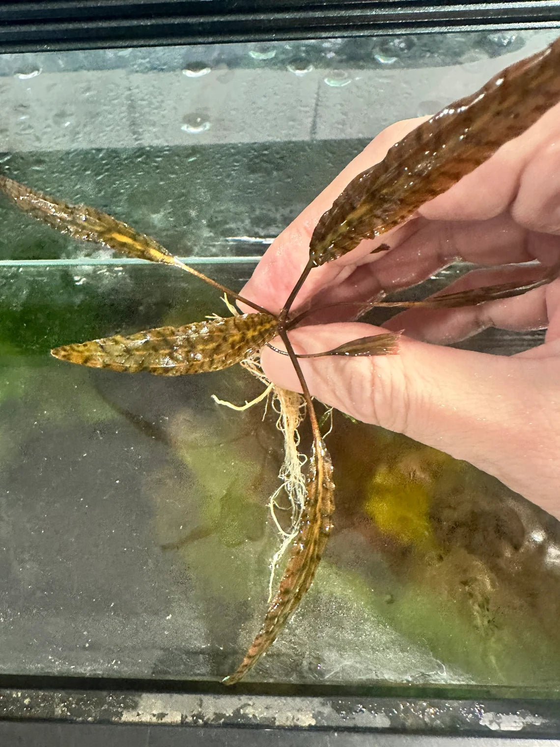 Cryptocoryne Nurii