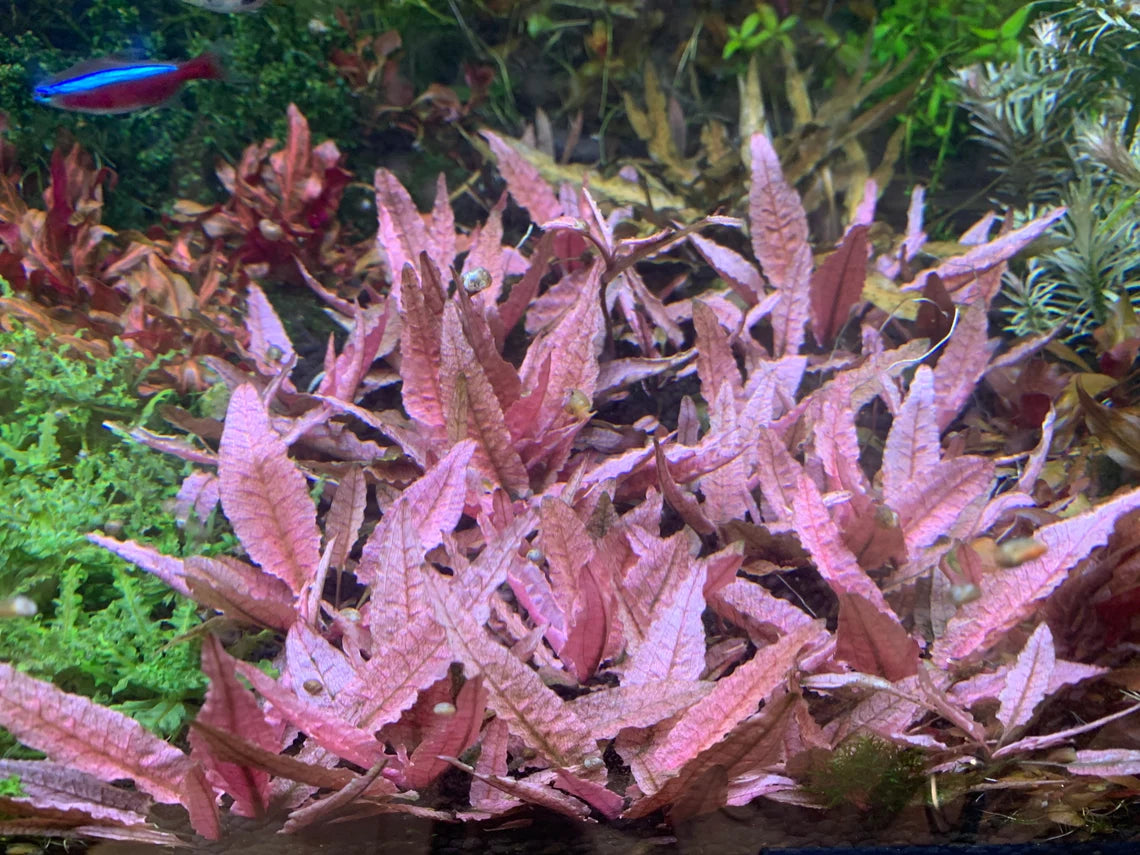 Cryptocoryne Flamingo Pink