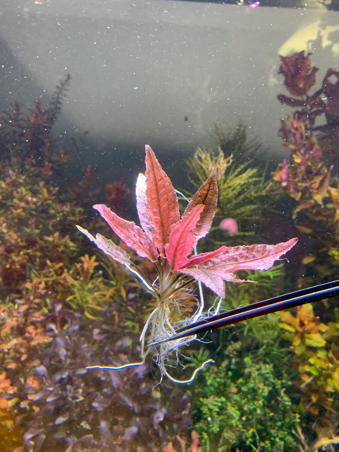 Cryptocoryne Flamingo Pink