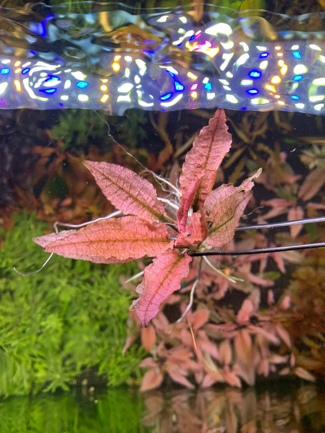 Cryptocoryne Flamingo Pink