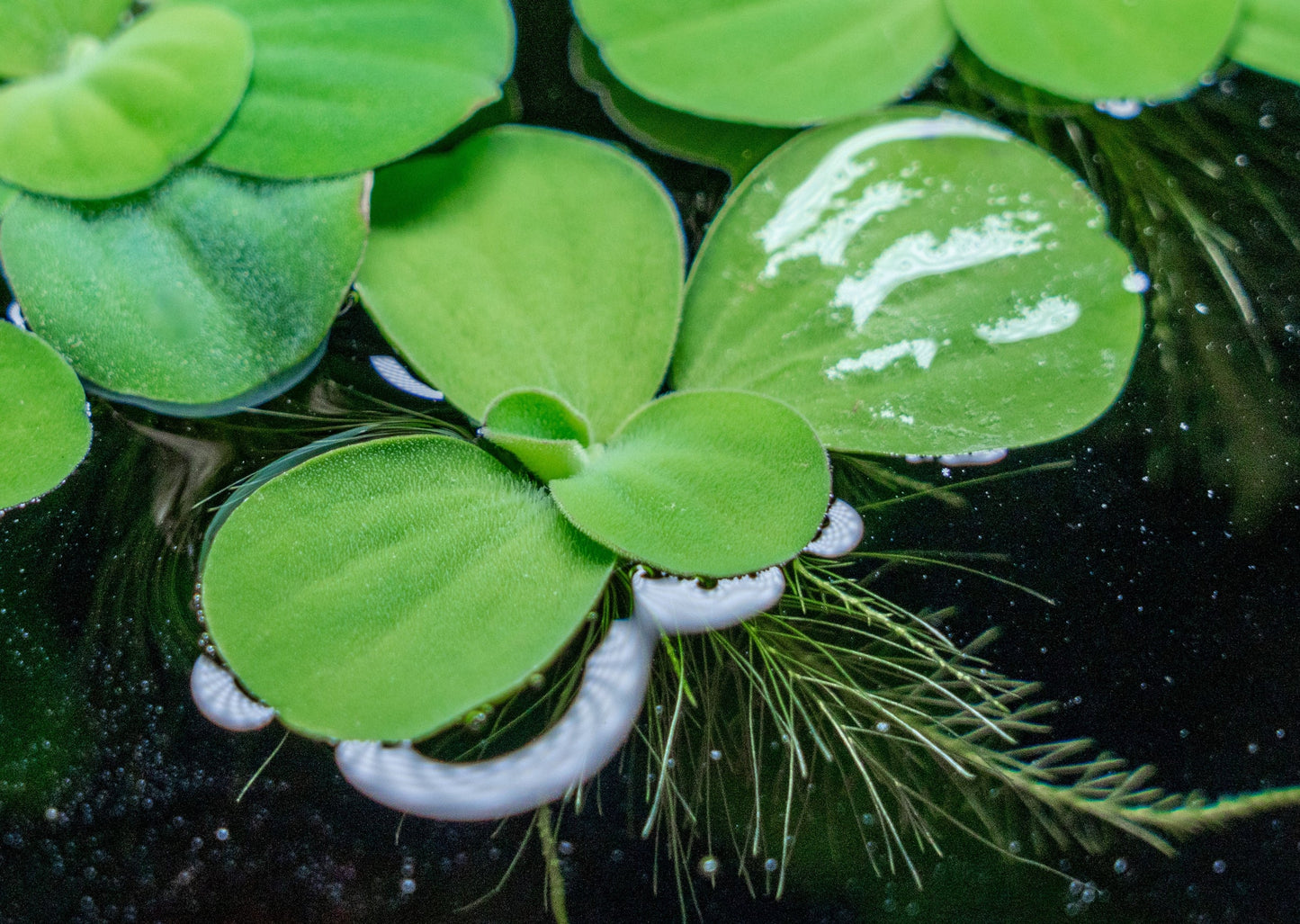Dwarf Water Lettuce