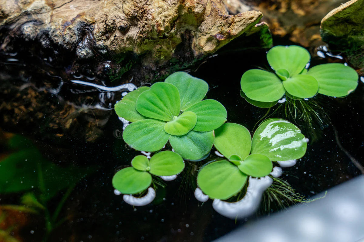 Dwarf Water Lettuce