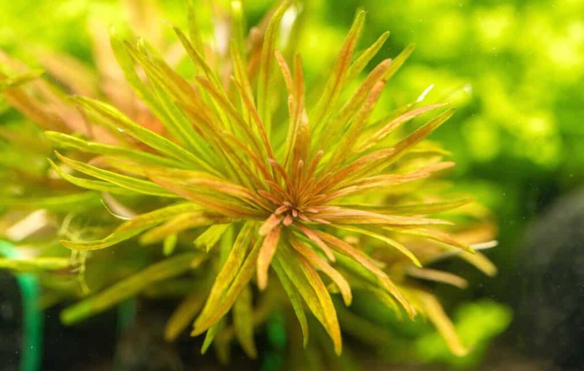 Ludwigia Inclinata Var. Verticillata 'cuba'