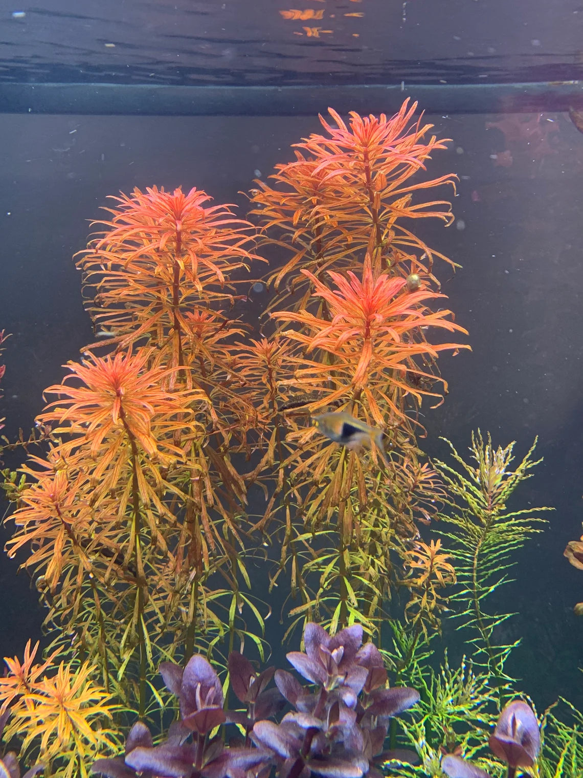Ludwigia Inclinata Pantanal