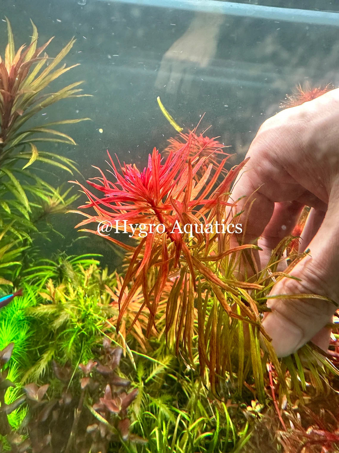 Ludwigia Inclinata Pantanal