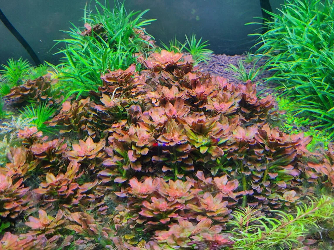 Ludwigia Spaerocarpa Mini