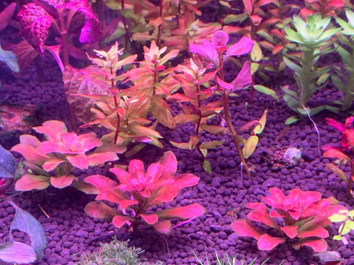 Ludwigia Spaerocarpa Mini