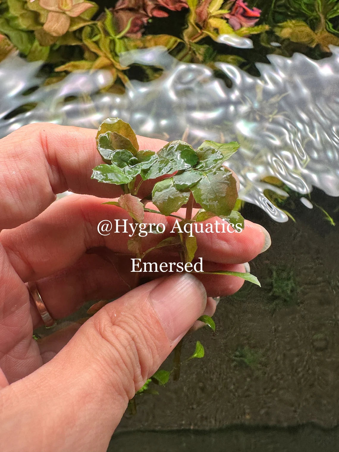 Ludwigia Spaerocarpa Mini