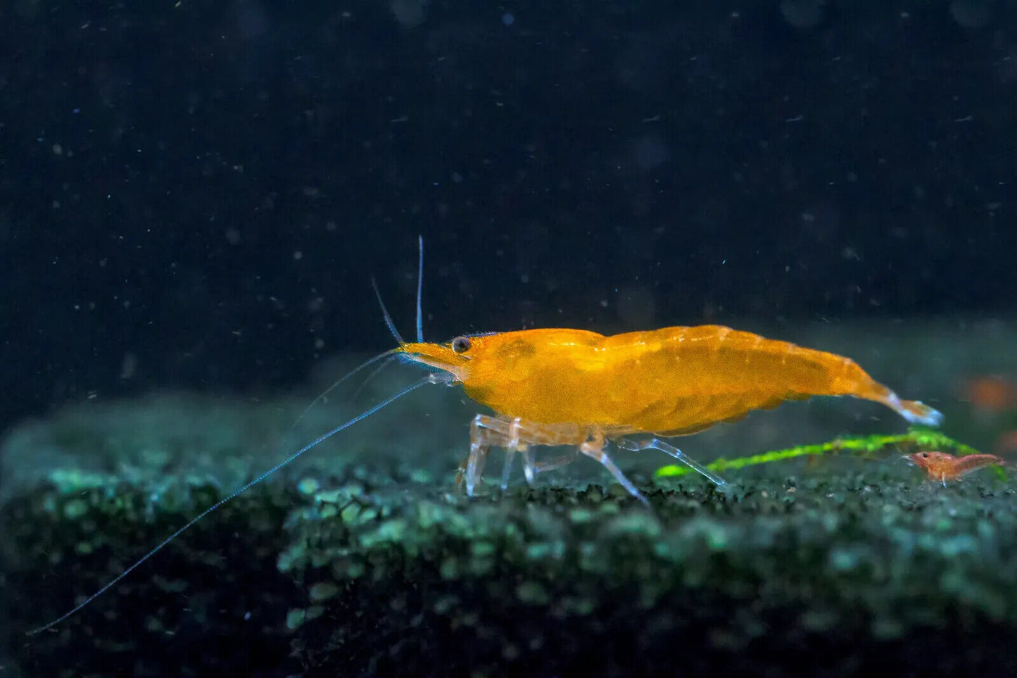 Orange Sunkist Neocaridina Shrimp