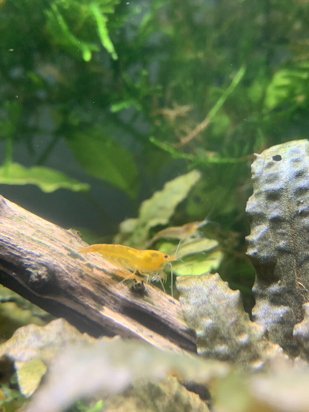 Orange Sunkist Neocaridina Shrimp