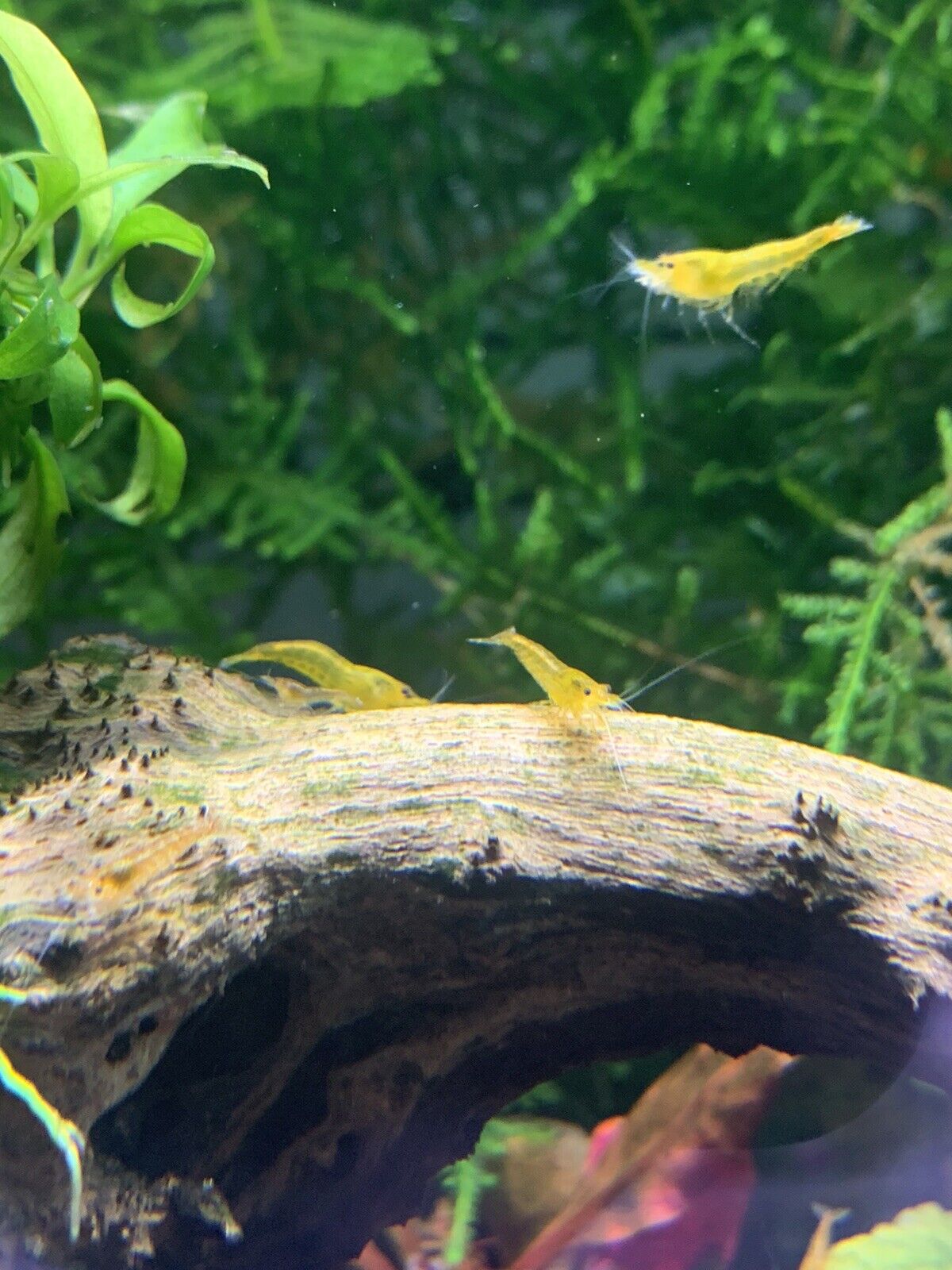 Orange Sunkist Neocaridina Shrimp