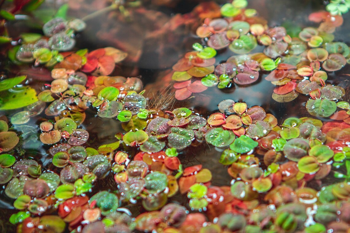 Phyllanthus Fluitans Red Root Floater