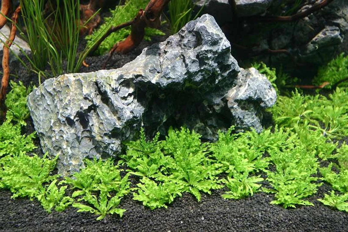 Pogostemon Helferi