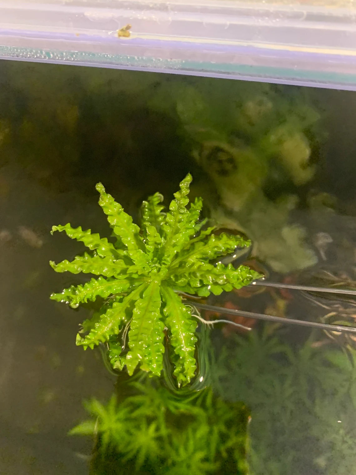 Pogostemon Helferi