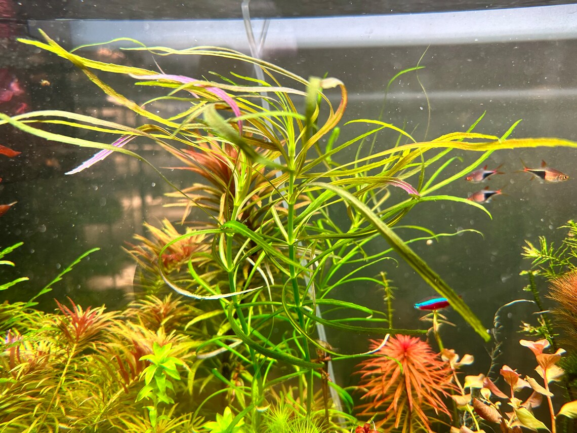 Pogostemon Stellatus 'Octopus'