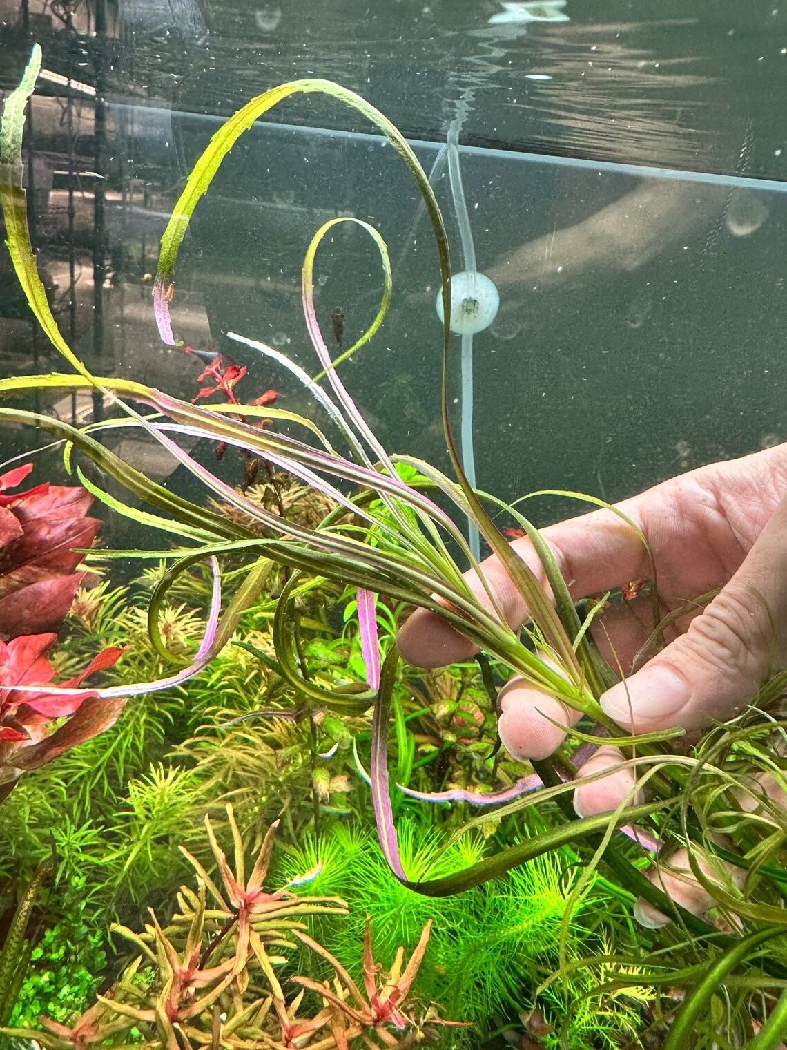 Pogostemon Stellatus 'Octopus'