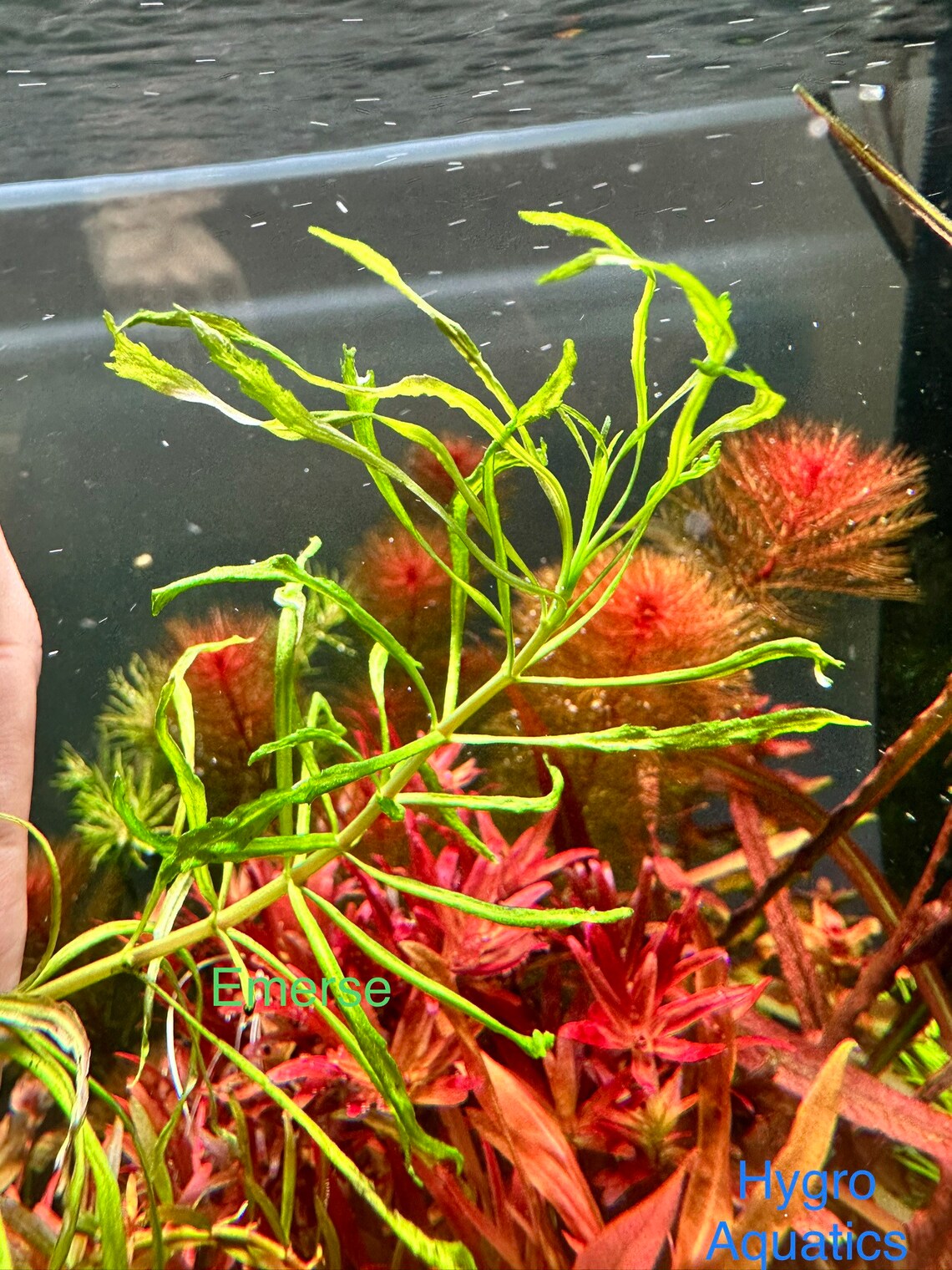 Pogostemon Stellatus 'Octopus'