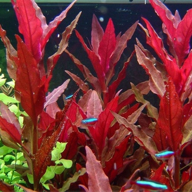 Alternanthera Reineckii Cardinalis - Aquarium Live Plant