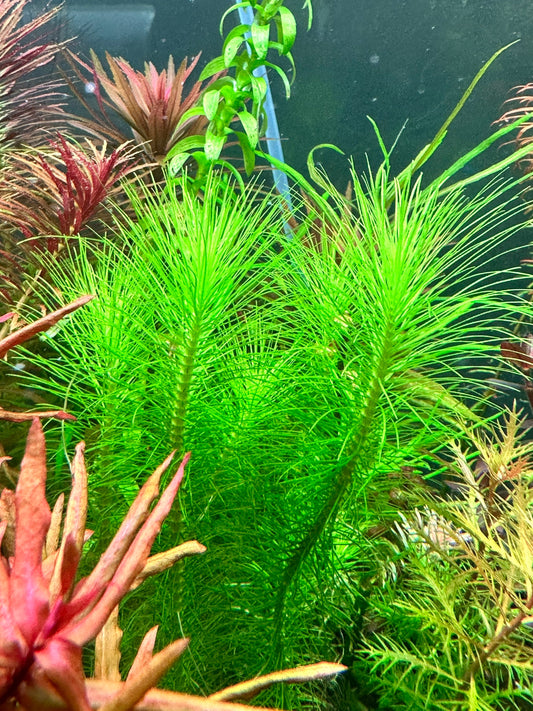 Pogostemon Erectus - Live Aquarium Plant