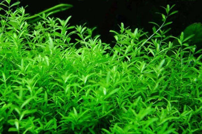 Micranthemum Micranthemoides Pearl Weed- Live Aquarium Plant