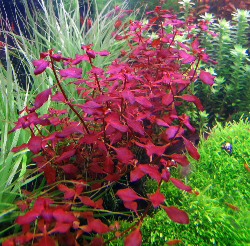 Ludwigia Palustris Supper Red