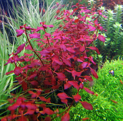 Ludwigia Palustris Supper Red