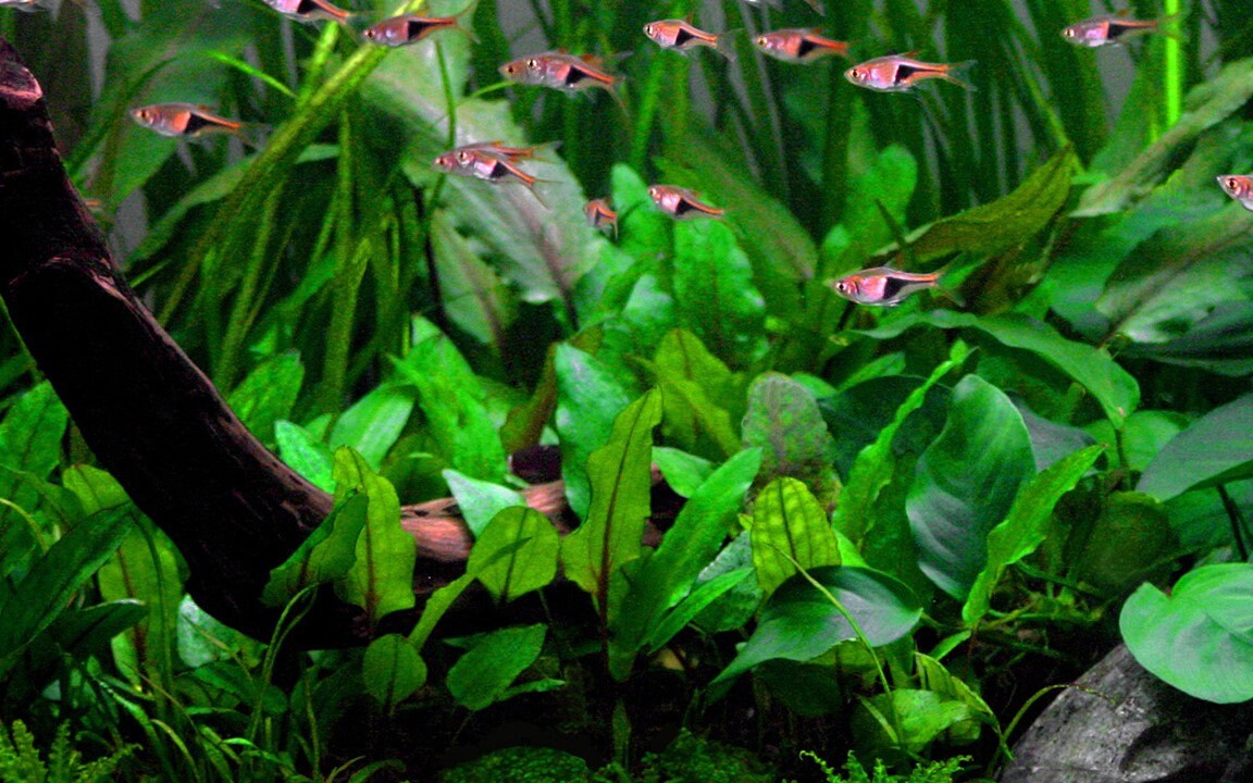 Cryptocoryne Wendtii Green - Live Aquarium Plant