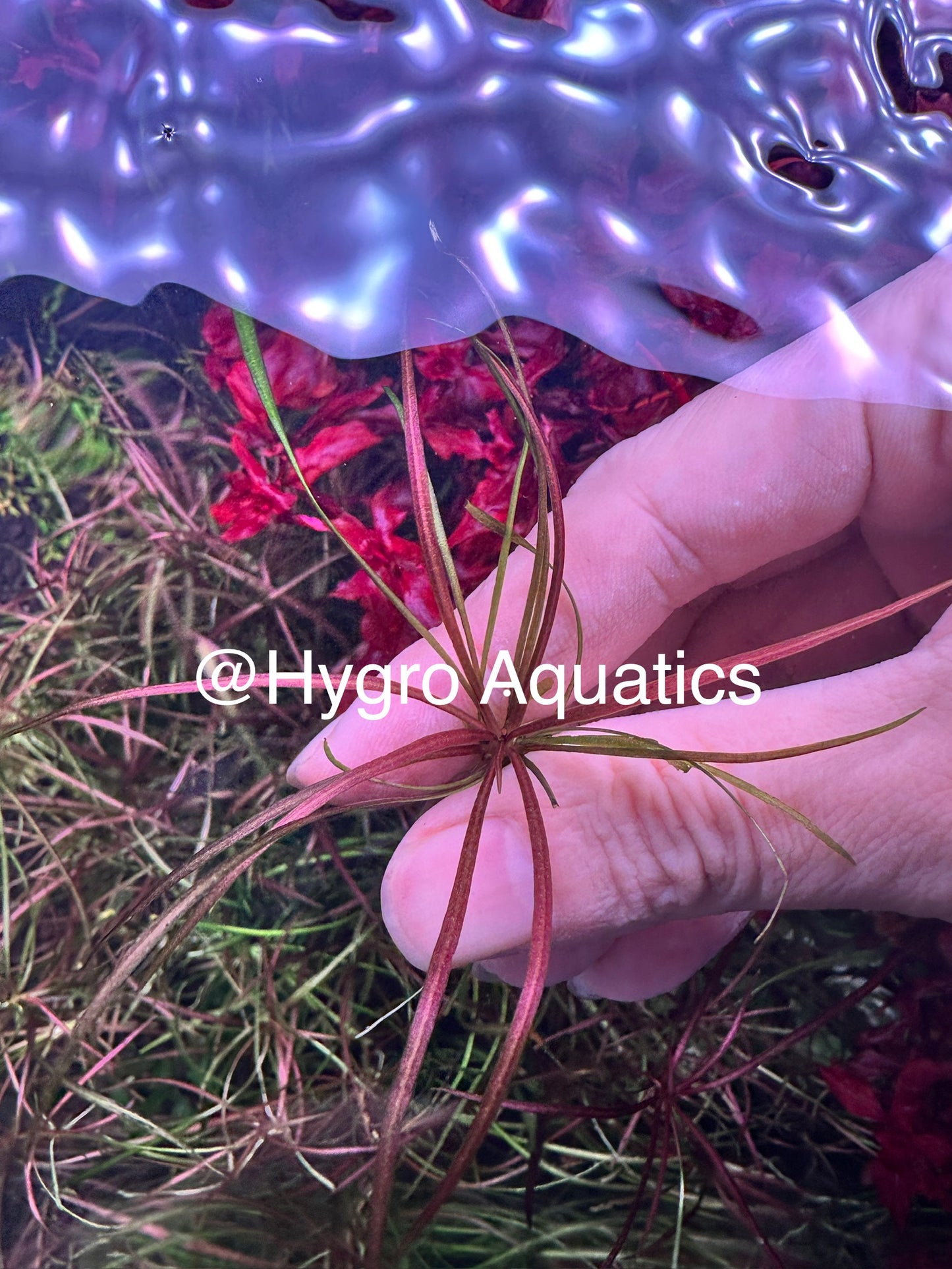 Echinodorus Sp. Red Needle