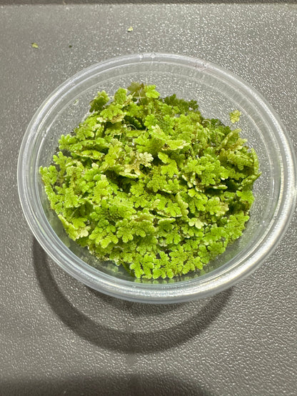 Azolla Fairy Moss