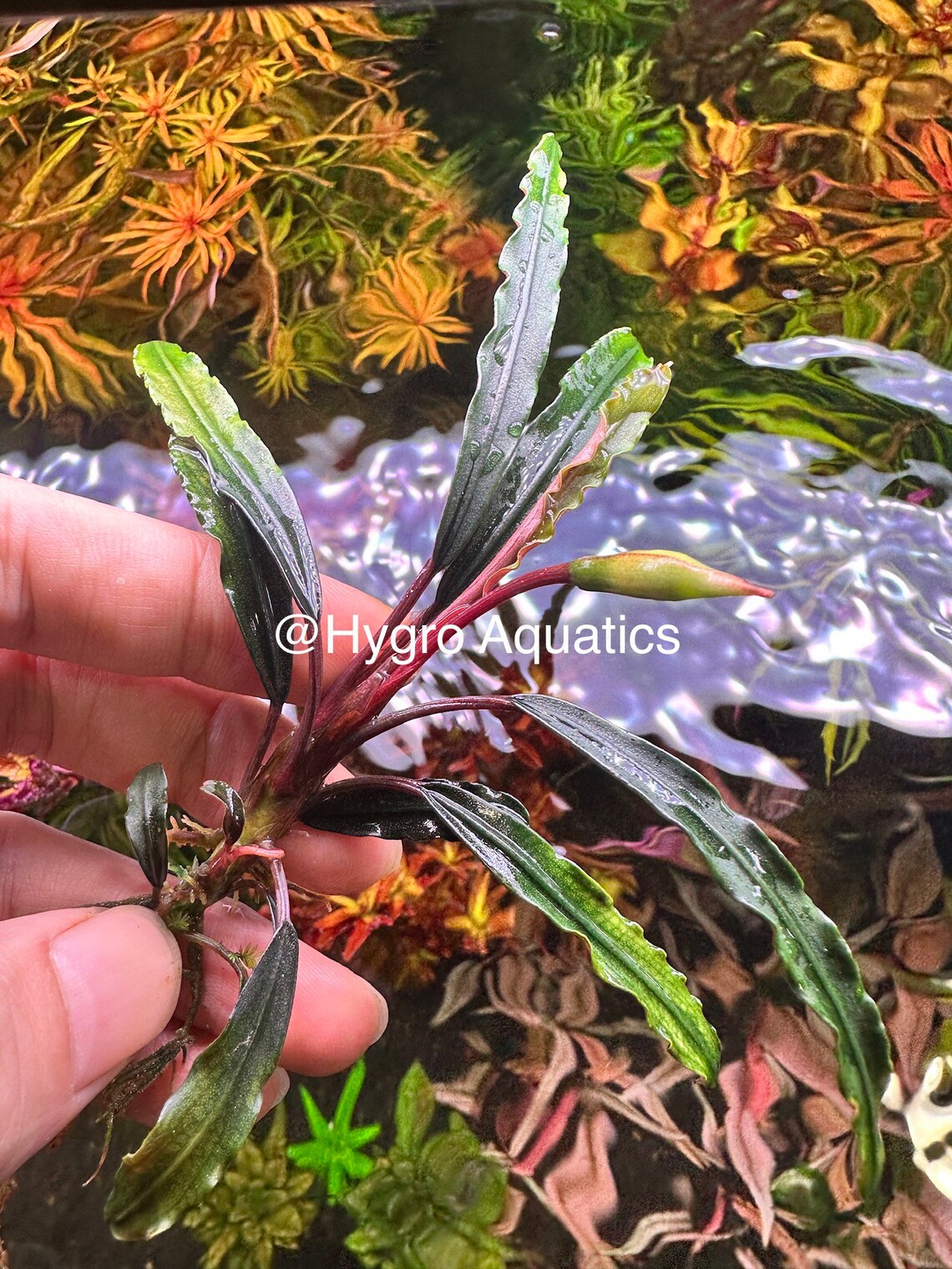 Bucephalandra - Hygro Aquatics