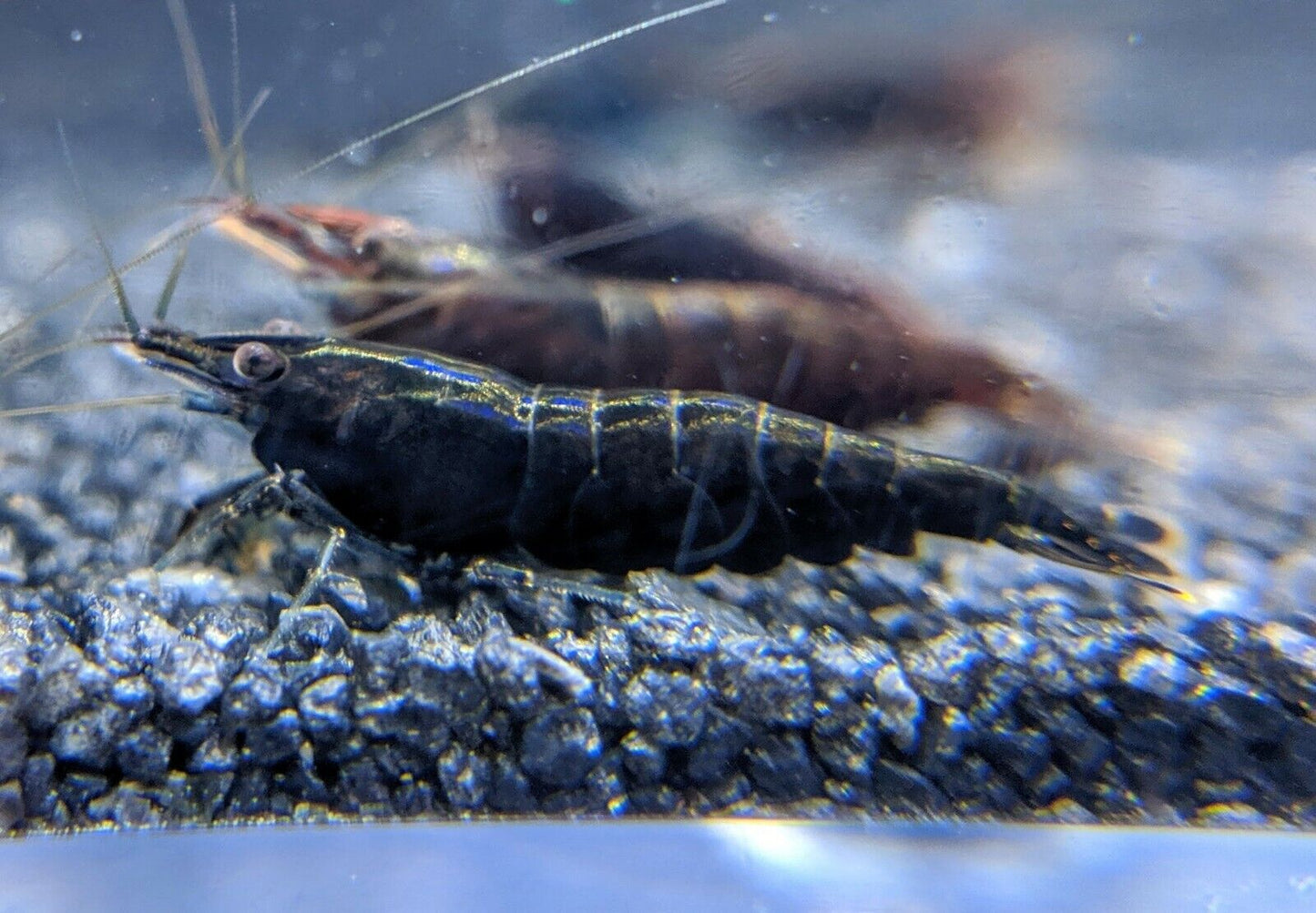 Black Chocolate Neocaridina Shrimp