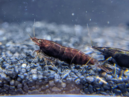 Black Chocolate Neocaridina Shrimp