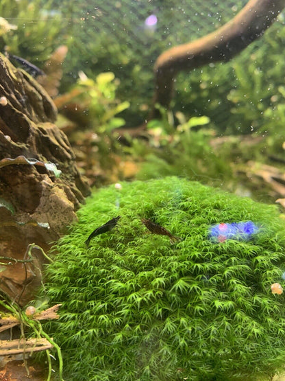 Black Chocolate Neocaridina Shrimp