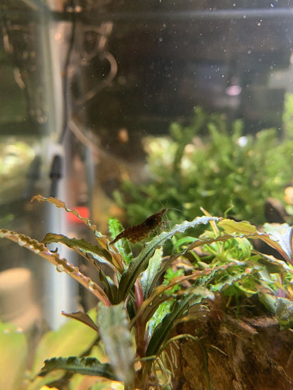 Black Chocolate Neocaridina Shrimp