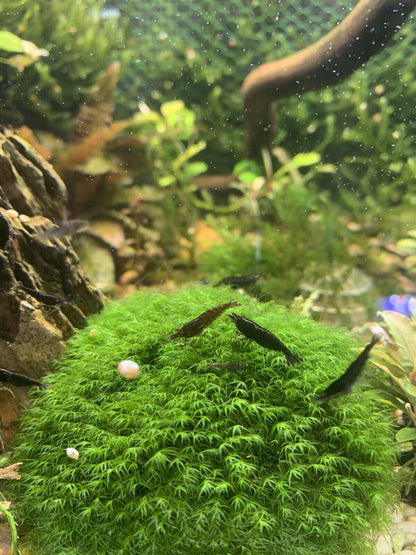 Black Chocolate Neocaridina Shrimp