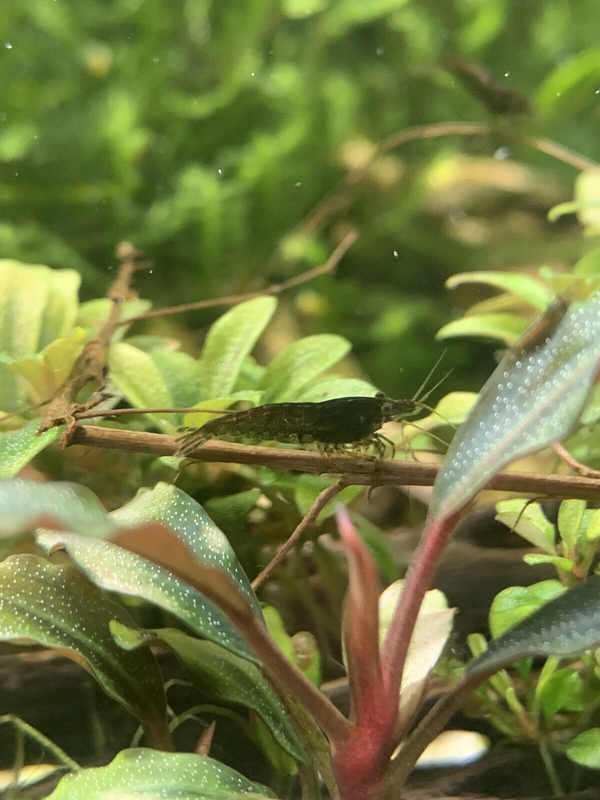 Black Chocolate Neocaridina Shrimp