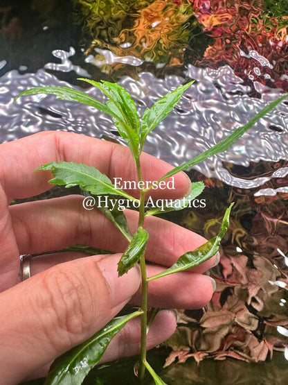 Hygrophila Corymbosa Siamensis
