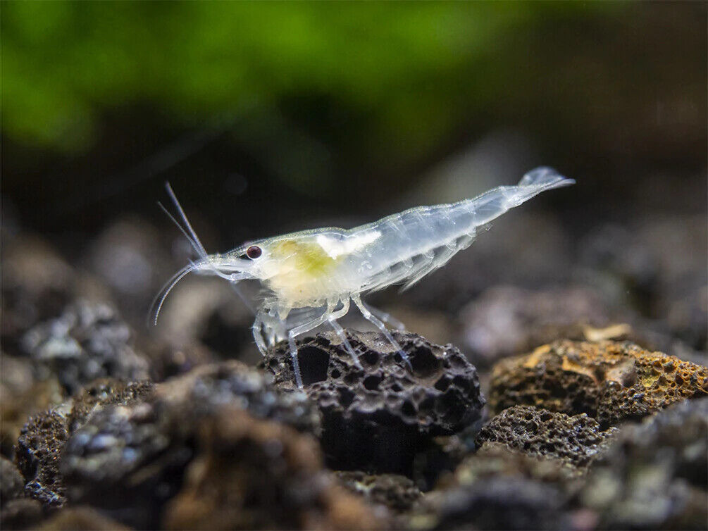 Snowball Neocaridina Shrimp